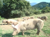 ¡Ya podéis degustar la carne de nuestros “txerris”!