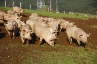 Los alumnos de la Escuela Agraria de Derio visitan nuestras instalaciones